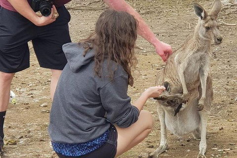 Phillip Island Penguin And Wildlife Tour - ACT Tourism 12