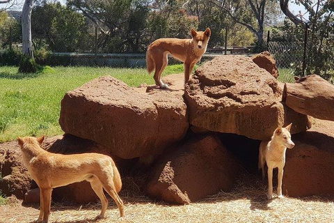 Phillip Island Penguin And Wildlife Tour - ACT Tourism 7