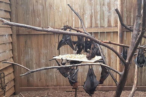 Phillip Island Penguin And Wildlife Tour - ACT Tourism 31