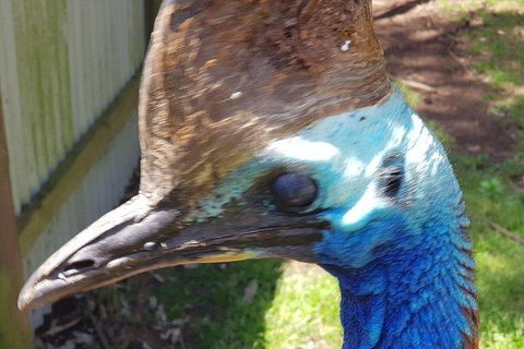 Phillip Island Penguin And Wildlife Tour - ACT Tourism 19