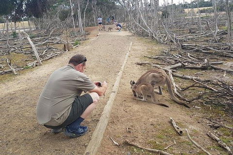 Phillip Island Penguin And Wildlife Tour - ACT Tourism 30