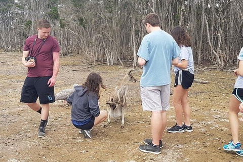 Phillip Island Penguin And Wildlife Tour - ACT Tourism 3