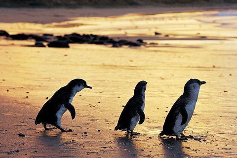 Phillip Island Penguin And Wildlife Tour - ACT Tourism 13