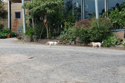 Yarra Valley Wineries And Rayners Orchard Tour From Melbourne - ACT Tourism 23