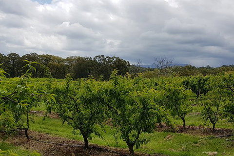 Day Tour Of Yarra Valley Puffing Billy And Rayners Orchard - ACT Tourism 42