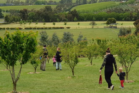 Day Tour Of Yarra Valley Puffing Billy And Rayners Orchard - ACT Tourism 36