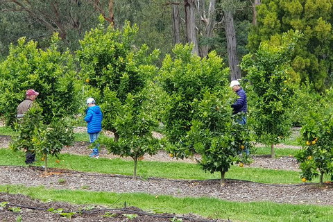 Day Tour Of Yarra Valley Puffing Billy And Rayners Orchard - ACT Tourism 1