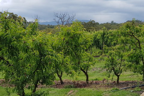 Day Tour Of Yarra Valley Puffing Billy And Rayners Orchard - ACT Tourism 41