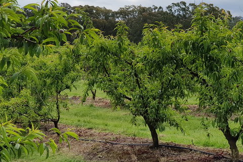 Day Tour Of Yarra Valley Puffing Billy And Rayners Orchard - ACT Tourism 49