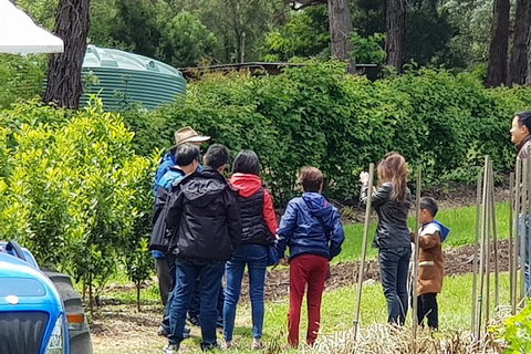 Day Tour Of Yarra Valley Puffing Billy And Rayners Orchard - ACT Tourism 16