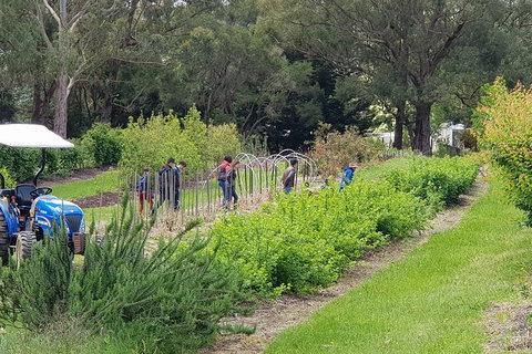 Day Tour Of Yarra Valley Puffing Billy And Rayners Orchard - ACT Tourism 29