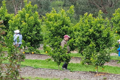 Day Tour Of Yarra Valley Puffing Billy And Rayners Orchard - ACT Tourism 34