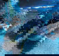 Dive with Sharks at AQWA - ACT Tourism