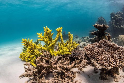 Coral Bay 1-Hour Coral Viewing - ACT Tourism 4