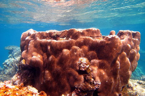 Coral Bay 1-Hour Coral Viewing - ACT Tourism 5