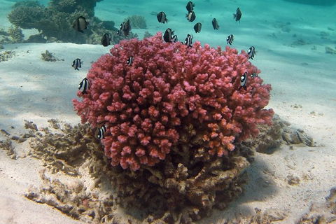Coral Bay 1-Hour Coral Viewing - ACT Tourism 2