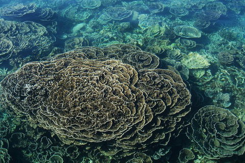 Coral Bay 1-Hour Coral Viewing - ACT Tourism 6