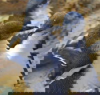 Penguin Island Tour - ACT Tourism