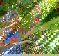 Summer Fruits Festival - ACT Tourism