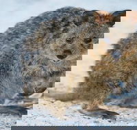 Rottnest Island Bike Snorkel  Ferry Package from Perth - ACT Tourism