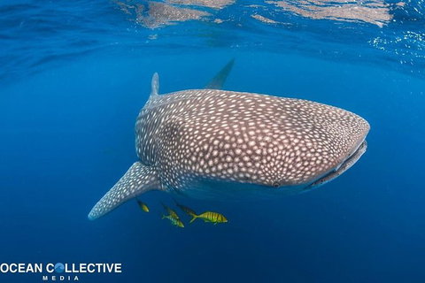 Whale Shark Adventure Tour - ACT Tourism 11