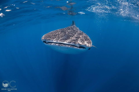 Whale Shark Adventure Tour - ACT Tourism 1
