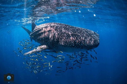 Whale Shark Adventure Tour - ACT Tourism 2