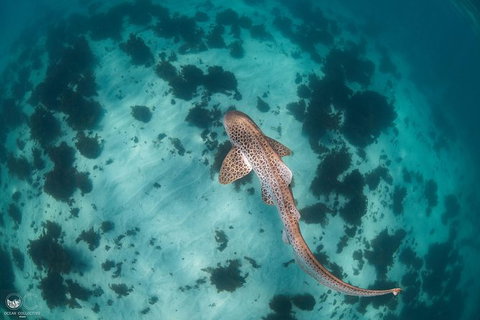 Whale Shark Adventure Tour - ACT Tourism 3