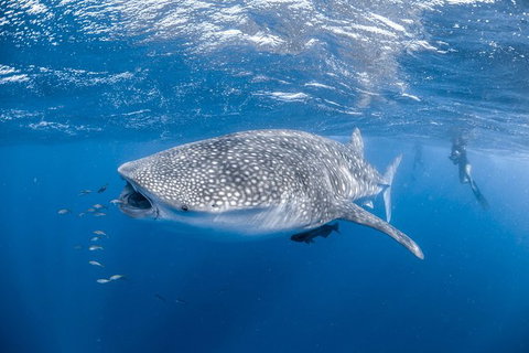 Whale Shark Adventure Tour - ACT Tourism 0