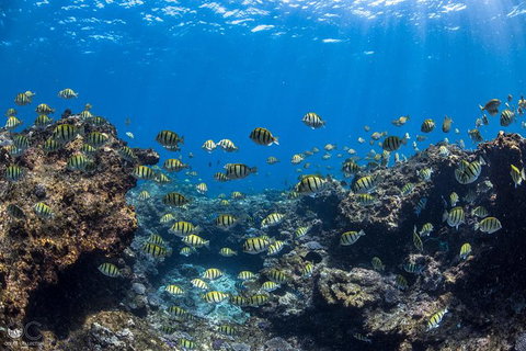 Whale Shark Adventure Tour - ACT Tourism 5