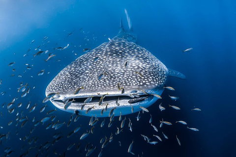 Whale Shark Adventure Tour - ACT Tourism 8