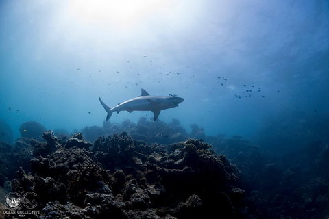 Whale Shark Adventure Tour - ACT Tourism 6