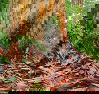 From Pemberton 4.5 Hours Guided Beach and Forest Eco Adventure - ACT Tourism