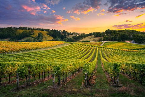 Swan Valley Sunset Wine Tour - Premium Small Group Tour - ACT Tourism 0