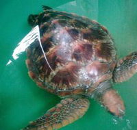 Australian Seabird Rescue - ACT Tourism