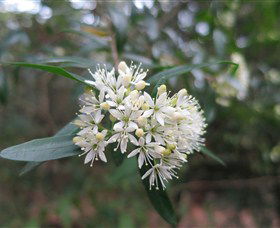 Cambewarra Village NSW ACT Tourism