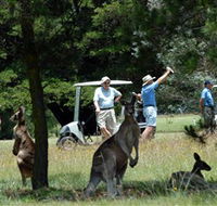 Glen Innes Golf Club - ACT Tourism