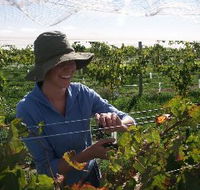 Kingsdale Wines - ACT Tourism