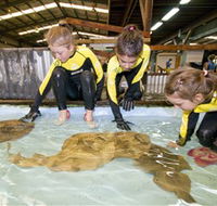 Australian Shark and Ray Centre - ACT Tourism