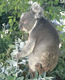 Whiteman Park - ACT Tourism 0