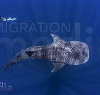 Migration Media - ACT Tourism