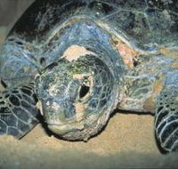 Turtle Nesting Season - ACT Tourism