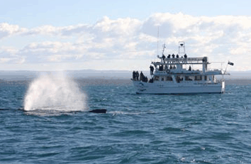 Dolphin Watch Cruises - ACT Tourism