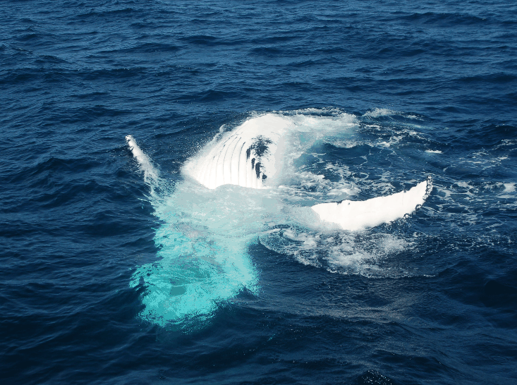 Dolphin Wild Cruises - ACT Tourism