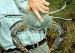 Whitsunday Crocodile Safari - ACT Tourism
