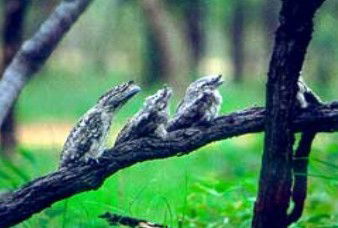 Undara Experience - ACT Tourism 0