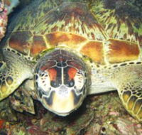 Adrenalin Snorkel and Dive - ACT Tourism