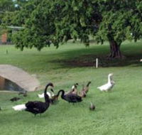 Anzac Park and Ululah Lagoon - ACT Tourism