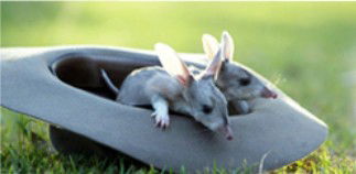 Augathella 4x4 Stock Route Trail - ACT Tourism 2