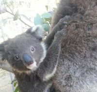 West Oz Wildlife Petting Zoos - ACT Tourism